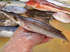 カマス　大船渡　未利用魚