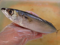 ゴマサバ　大船渡　未利用魚