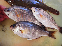 ウミタナゴ　岩手　未利用魚