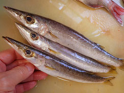 カマス　五島列島の魚　未利用魚