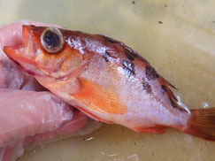 ウスメバル　大船渡　未利用魚