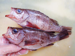 メバル　大船渡　未利用魚