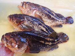 シマゾイ-寿司-出前