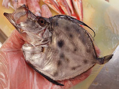 カガミダイ　大船渡　未利用魚