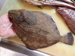 サメガレイ　羅臼　未利用魚