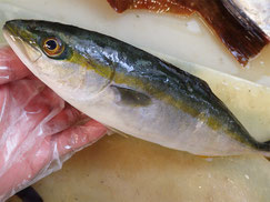 イナダ　大船渡　未利用魚
