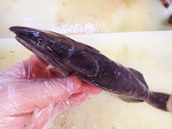 コバンザメ　大船渡　未利用魚