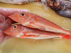 カナガシラ　大船渡　未利用魚