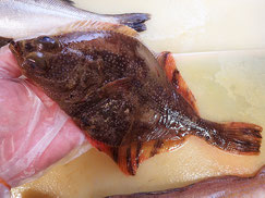 ヌマガレイ　大船渡　未利用魚