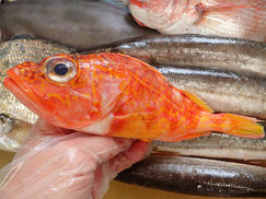 ユメカサゴ　五島列島の魚　未利用魚