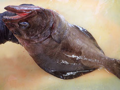 アブラガレイ　羅臼　未利用魚