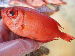 アカネキントキ　大船渡　未利用魚