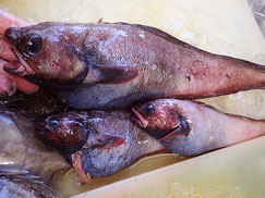 エゾイソアイナメ　大船渡　未利用魚
