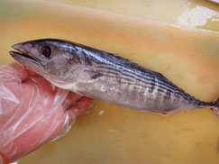 カツオ　大船渡　未利用魚