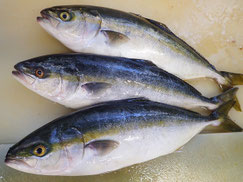 ワラサ　高級寿司　出前