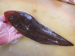 クロウシノシタ　大船渡　未利用魚