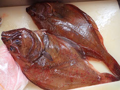 アカガレイ　知床　羅臼　未利用魚