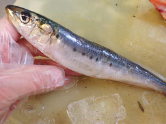 マイワシ　大船渡　未利用魚