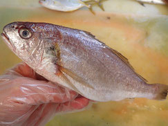 イシモチ　大船渡　未利用魚