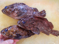 ムラソイ　大船渡　未利用魚