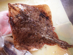 ツマリカスベ　大船渡　未利用魚