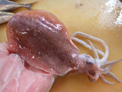 アオリイカ　大船渡　未利用魚