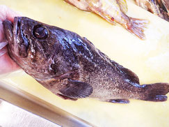 クロゾイ-寿司-出前