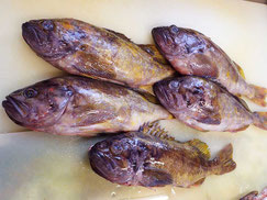 アオゾイ　羅臼　高級魚　寿司