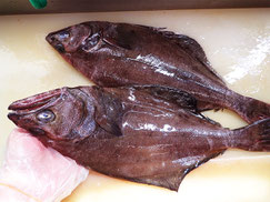 アブラガレイ　羅臼　未利用魚