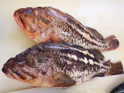 シマゾイ　羅臼　新鮮地魚