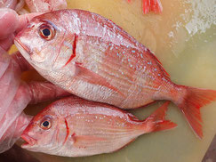 チダイ　大船渡　未利用魚