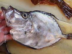 カガミダイ　大船渡　未利用魚