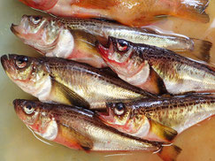 ハタハタ　羅臼　未利用魚