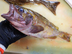アオゾイ　羅臼　未利用魚