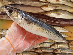 ごまさば　大船渡　未利用魚