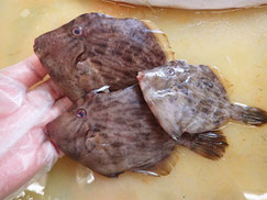 カワハギ　大船渡　未利用魚