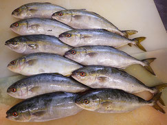 ワカシ　大船渡　未利用魚
