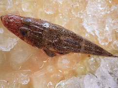 イネゴチ　大船渡　未利用魚