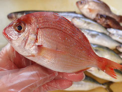 チダイ　大船渡　未利用魚