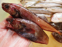 エゾイソアイナメ　大船渡　未利用魚