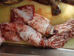 ドスイカ　羅臼　未利用魚