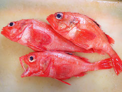 キチジ　キンキ　羅臼　未利用魚