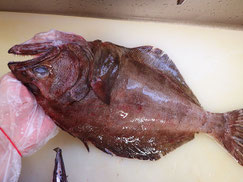 アブラガレイ　羅臼　高級魚
