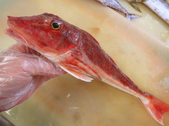 ホウボウ　大船渡　未利用魚
