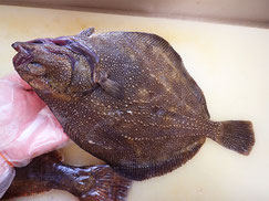 サメガレイ　羅臼　未利用魚