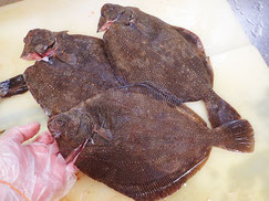 サメガレイ　羅臼　未利用魚