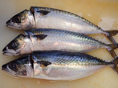 サバ　羅臼　未利用魚