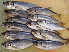 マアジ　大船渡　未利用魚