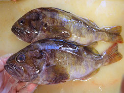 アオゾイ　羅臼　未利用魚