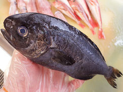目鯛　大船渡　未利用魚